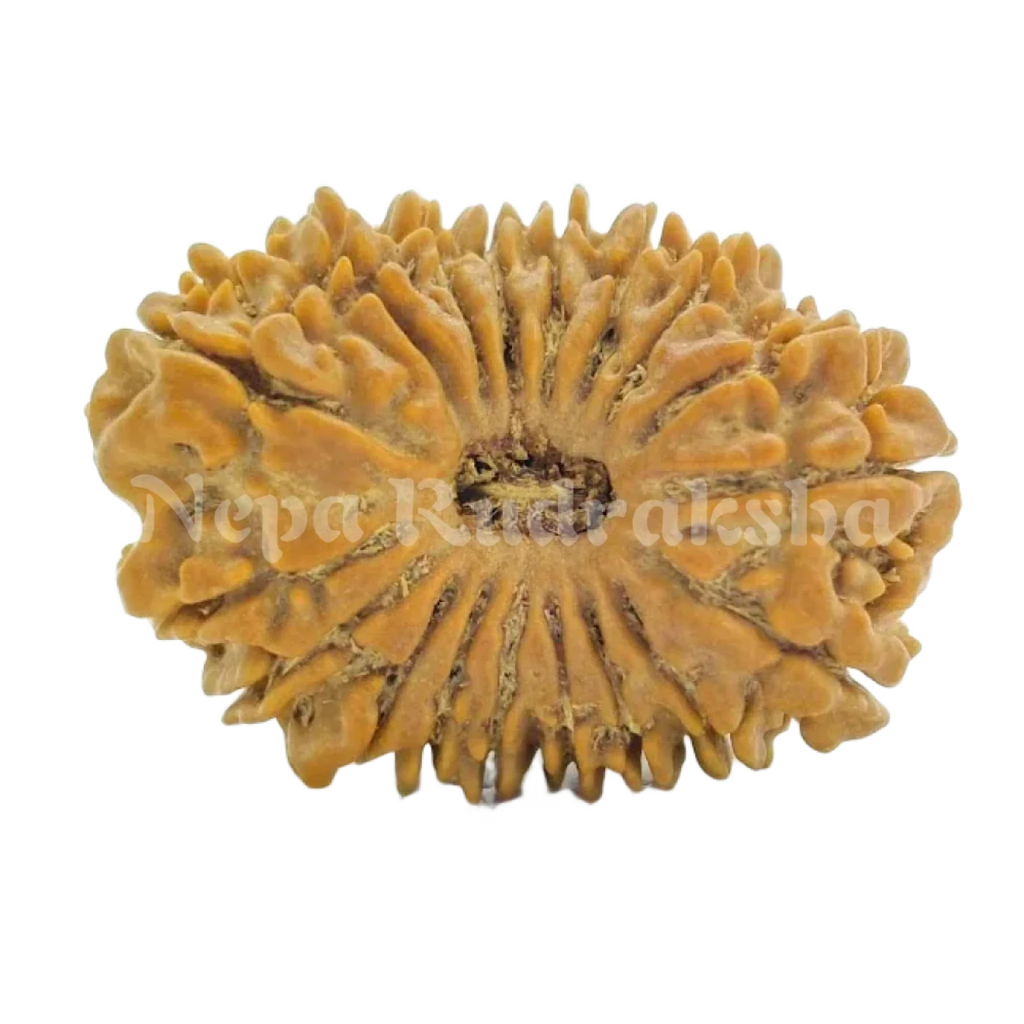 18 Mukhi Rudraksha 27Mm 2158