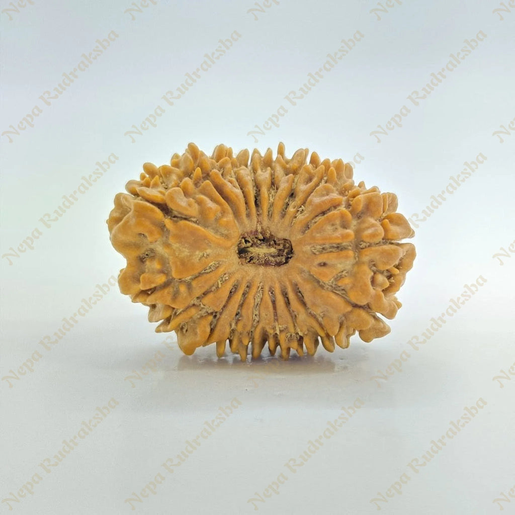 18 Mukhi Rudraksha 27Mm 2158