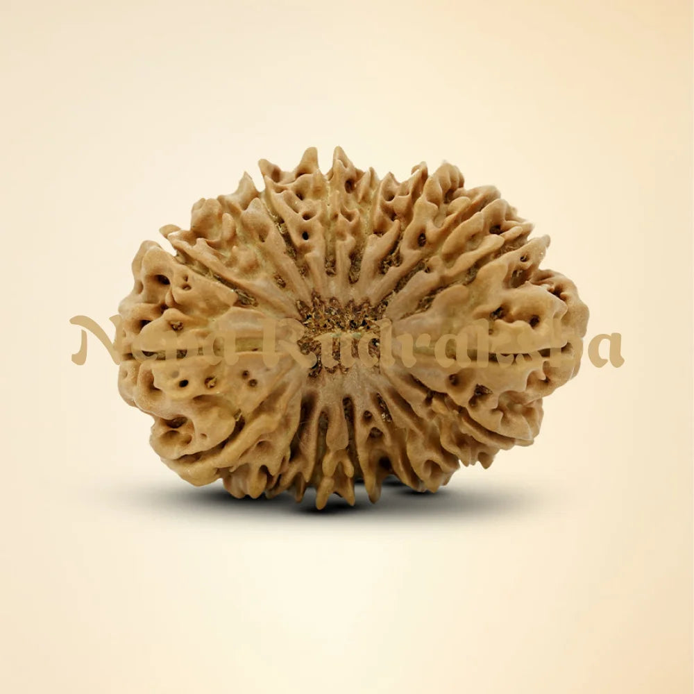 18 Mukhi Rudraksha 30.88mm