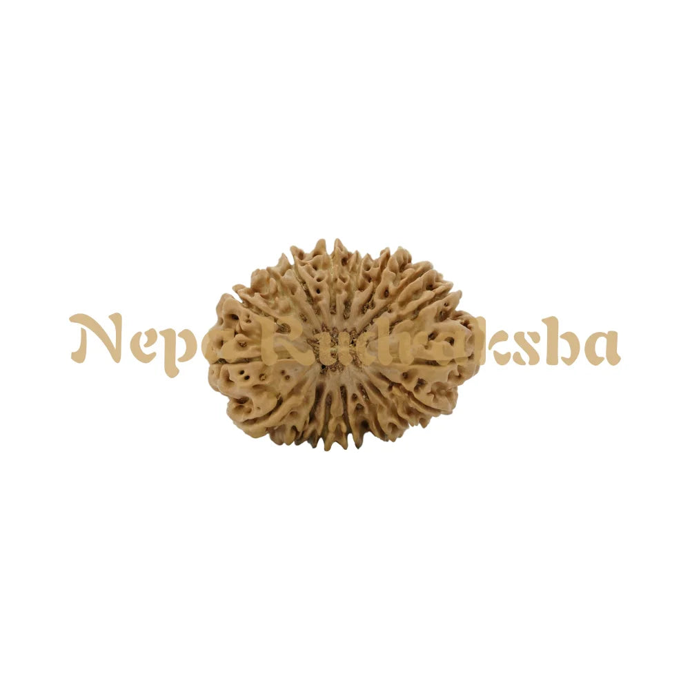 18 Mukhi Rudraksha 30.88Mm 2906