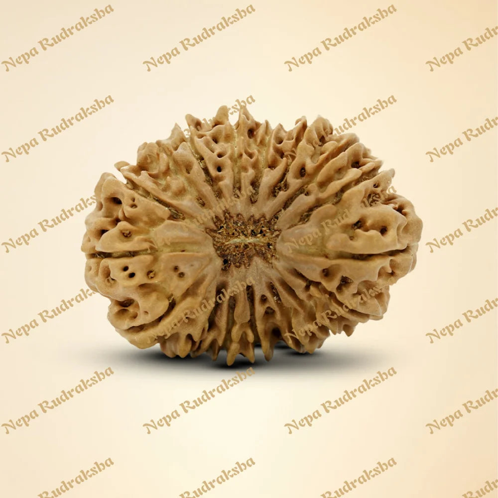 18 Mukhi Rudraksha 30.88mm
