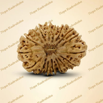 18 Mukhi Rudraksha 30.88mm