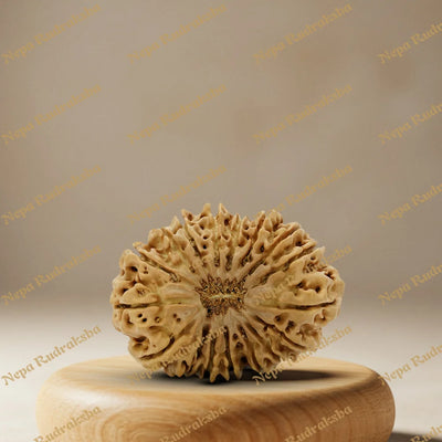 18 Mukhi Rudraksha 30.88mm
