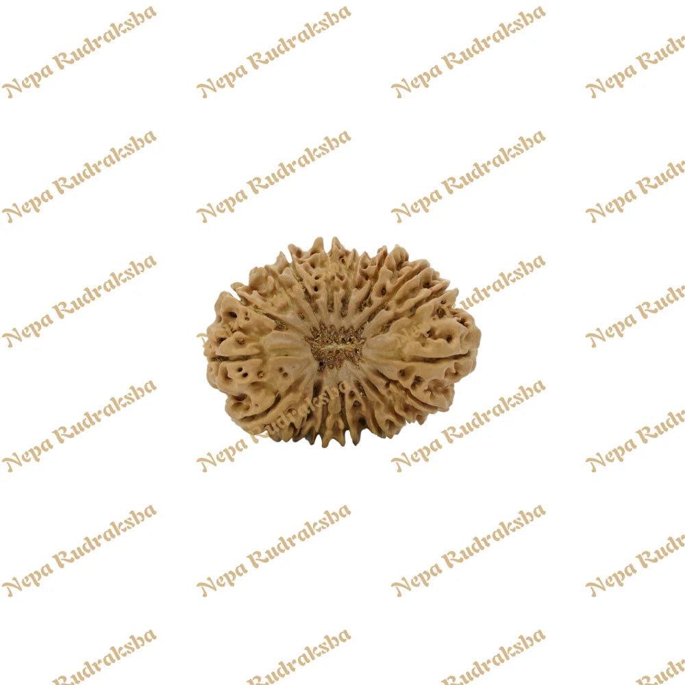 18 Mukhi Rudraksha 30.88mm