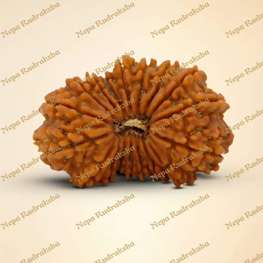 18 Mukhi Rudraksha 32.83mm