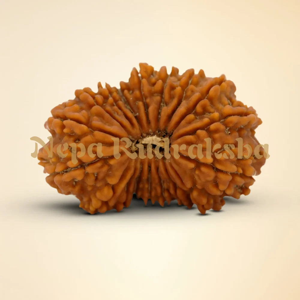18 Mukhi Rudraksha 32.83mm