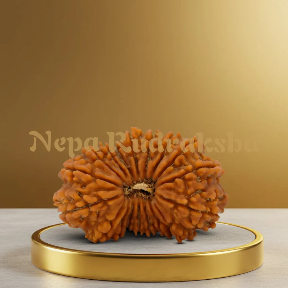18 Mukhi Rudraksha 32.83mm