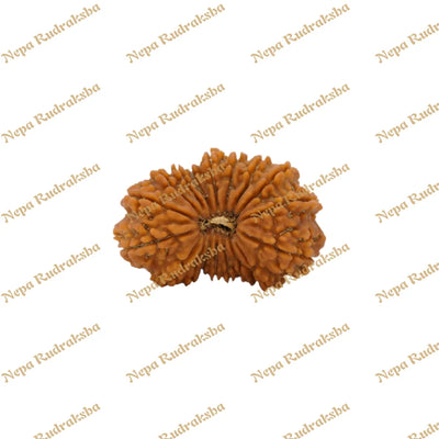 18 Mukhi Rudraksha 32.83mm