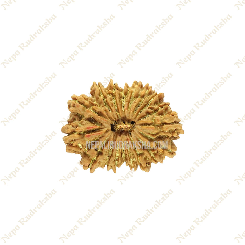 18 Mukhi Rudraksha