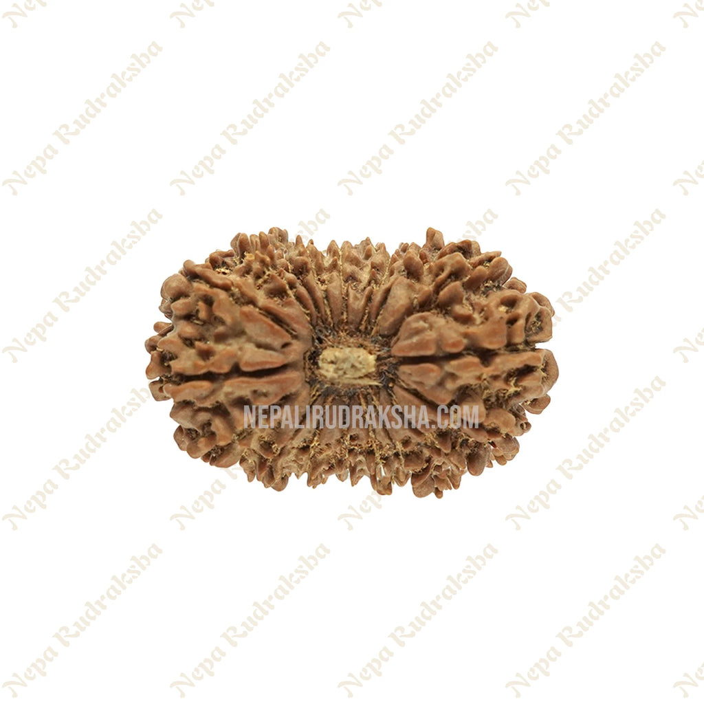 18 Mukhi Rudraksha