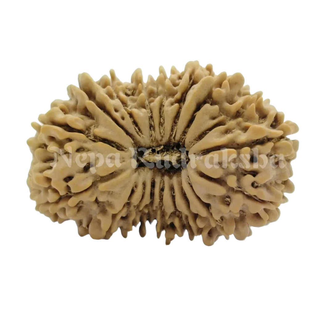 18 Mukhi Rudraksha 33Mm 2918