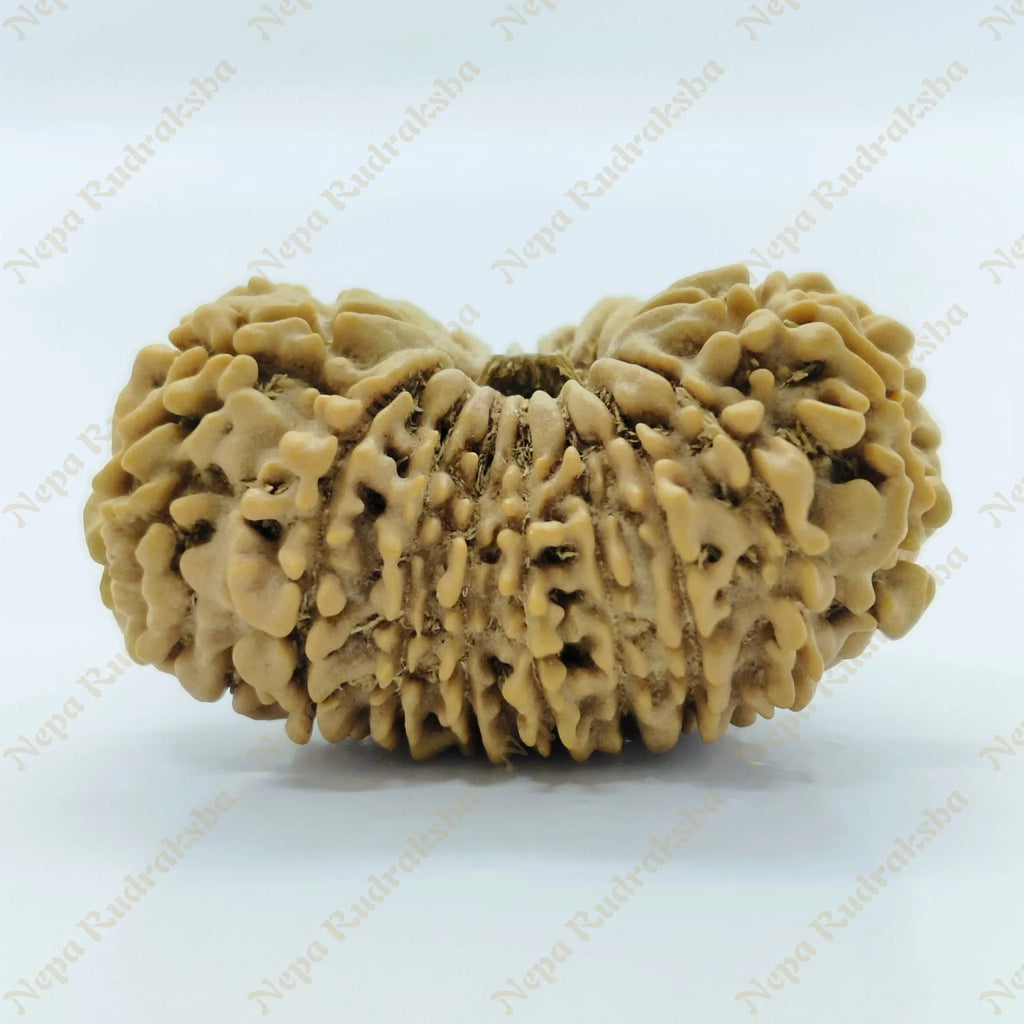 18 Mukhi Rudraksha 33Mm 2918