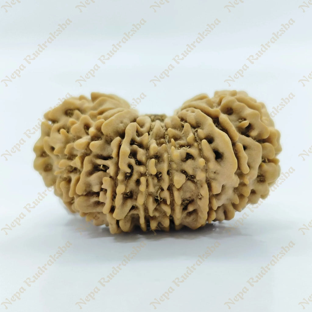 18 Mukhi Rudraksha 33Mm 2918