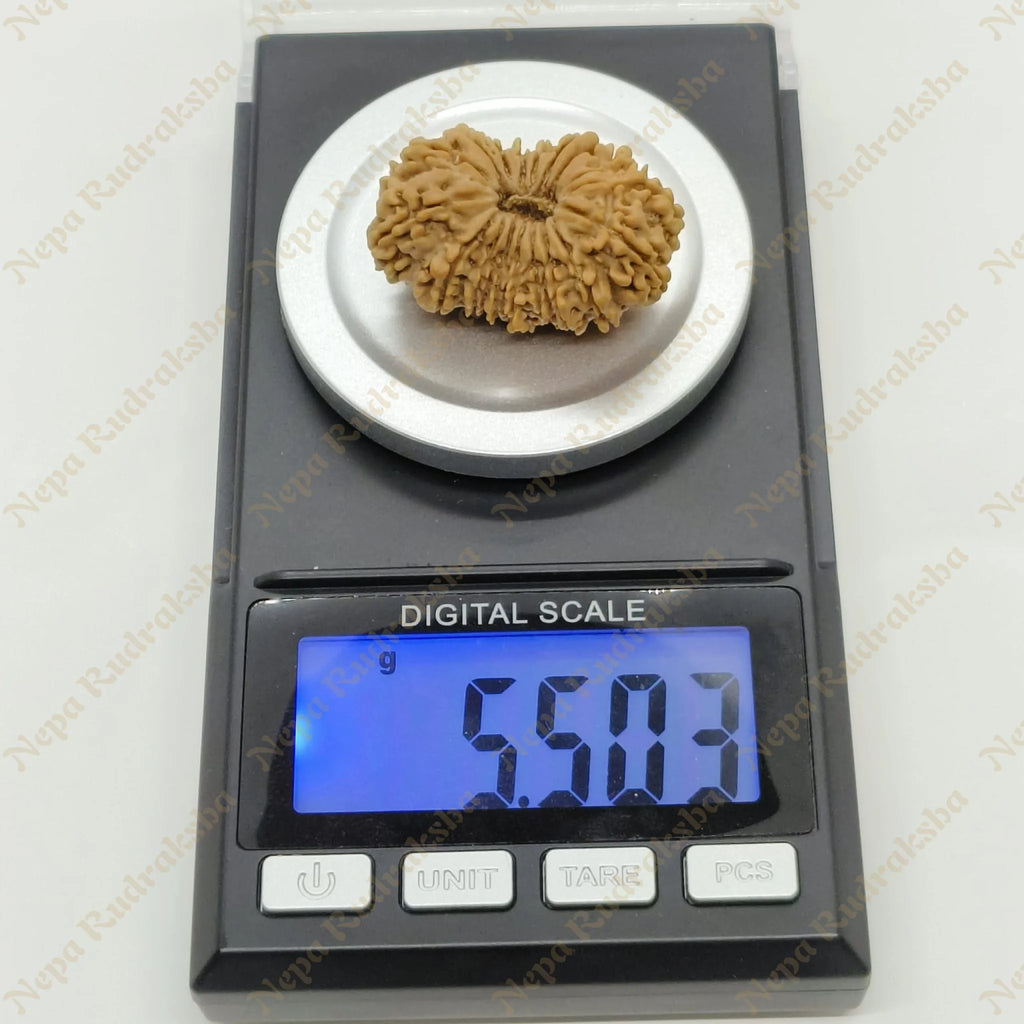 18 Mukhi Rudraksha 33Mm 2918