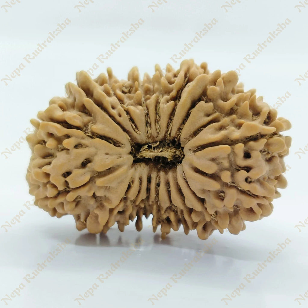 18 Mukhi Rudraksha 33Mm 2918