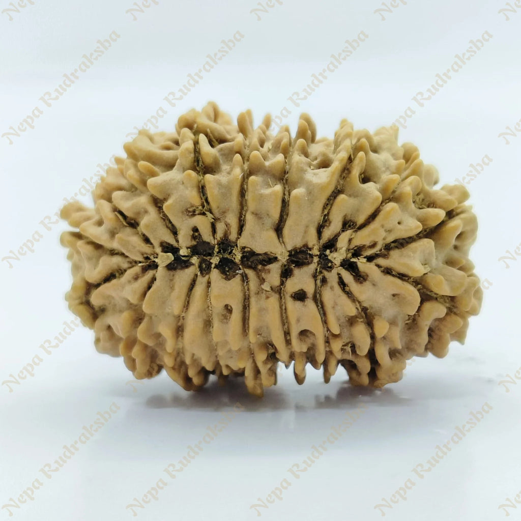 18 Mukhi Rudraksha 33Mm 2918