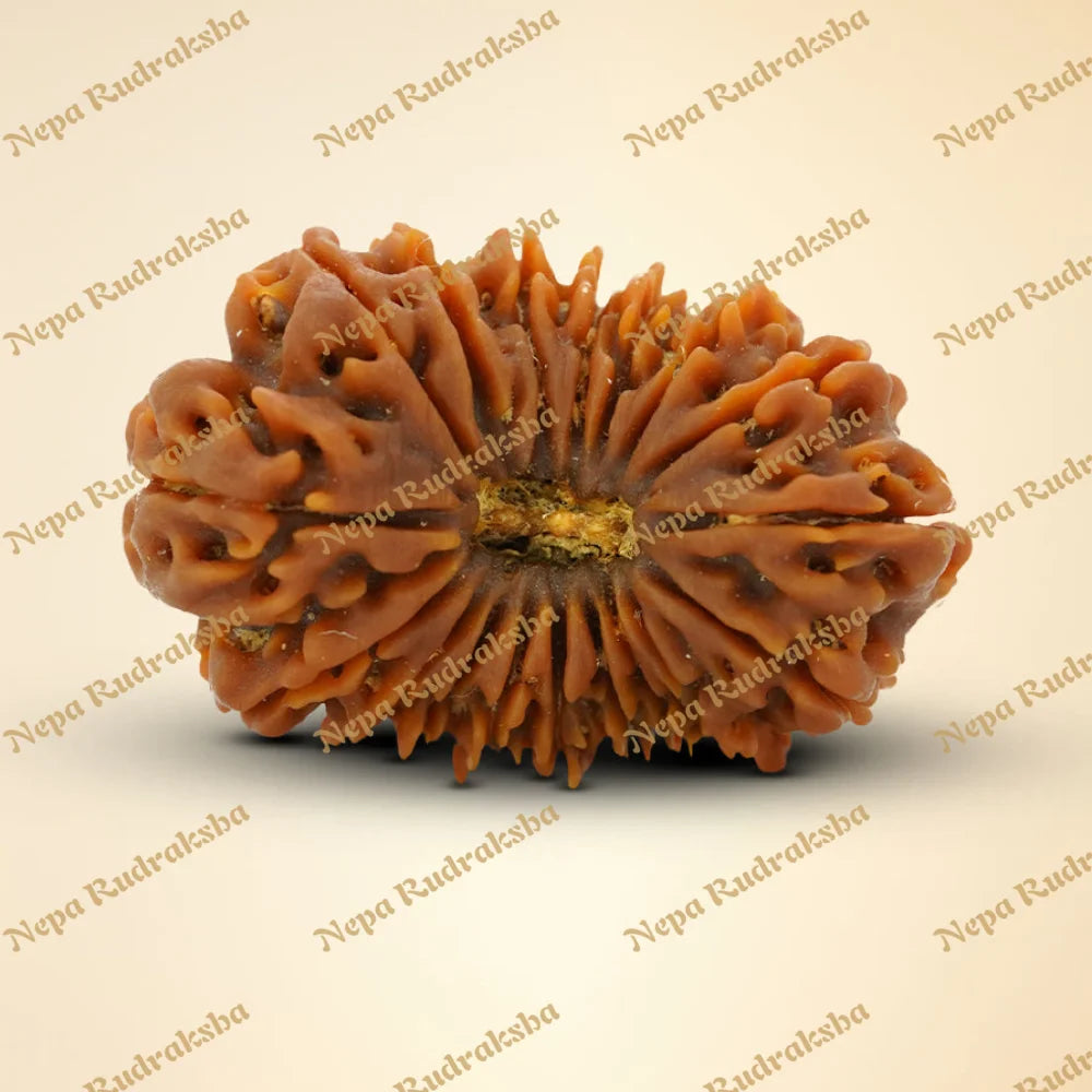 18 Mukhi Rudraksha 35.68mm
