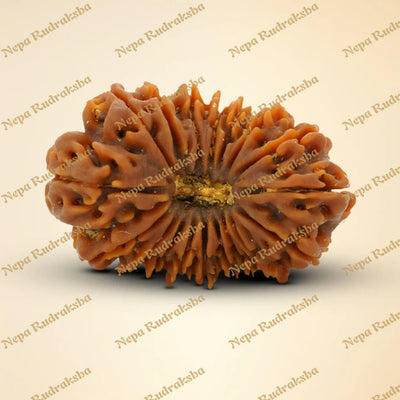 18 Mukhi Rudraksha 35.68mm