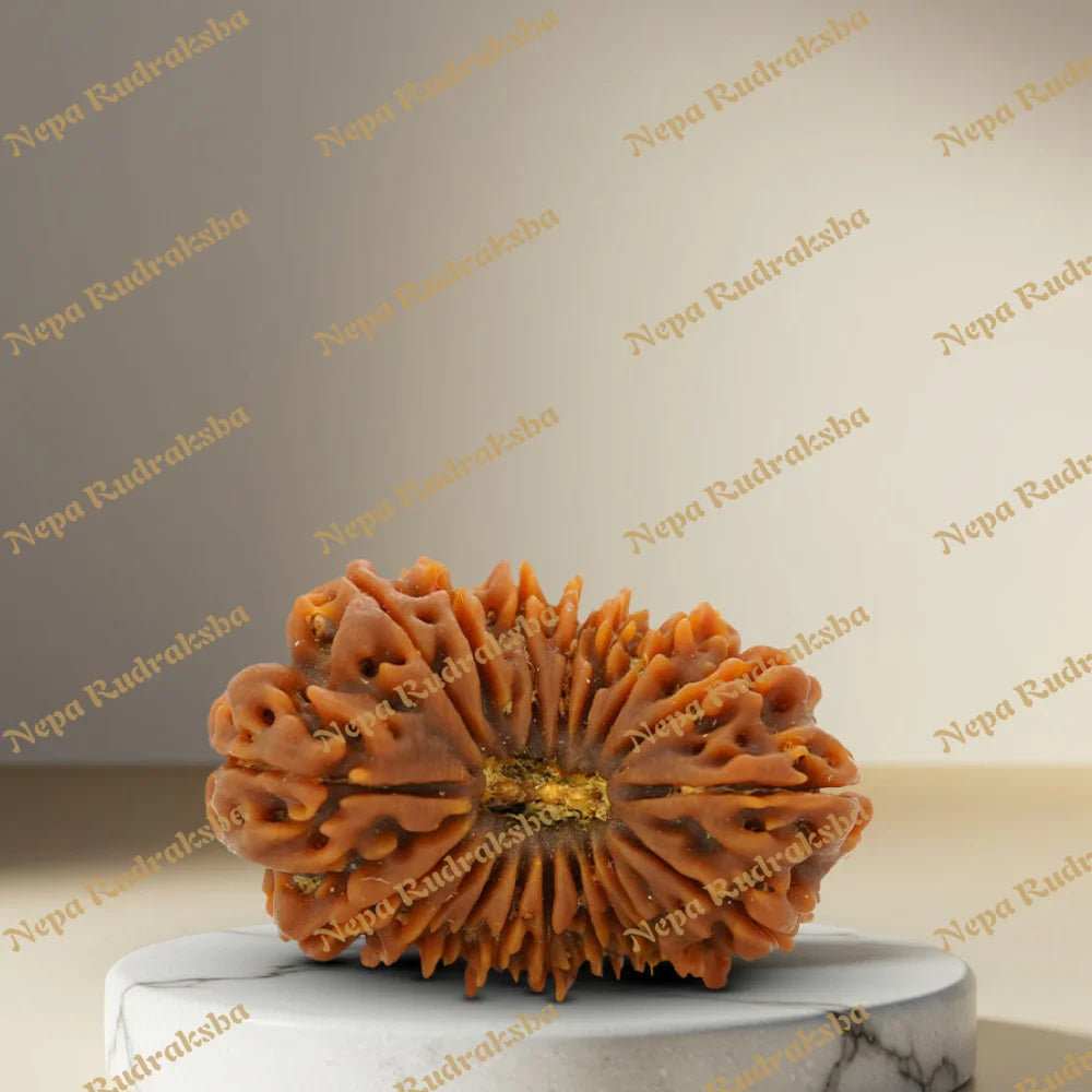 18 Mukhi Rudraksha 35.68mm