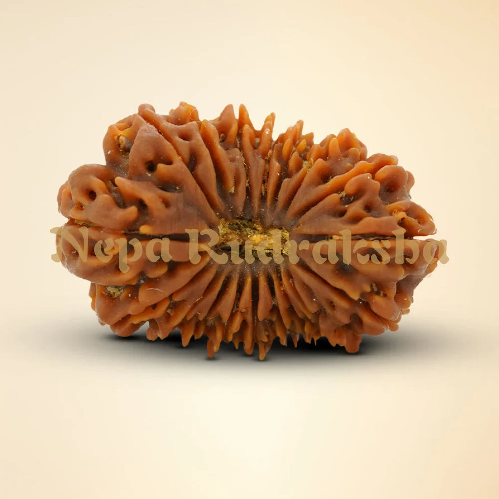 18 Mukhi Rudraksha 35.68mm