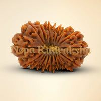 18 Mukhi Rudraksha 35.68mm