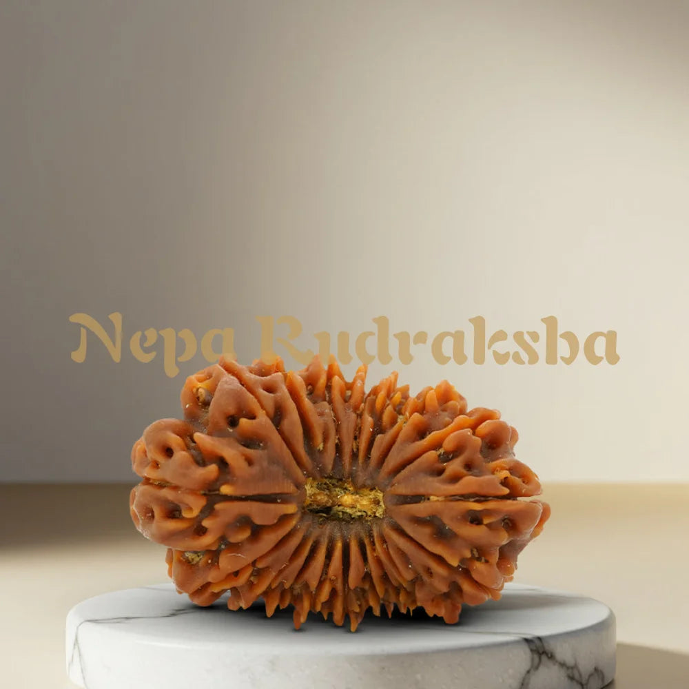 18 Mukhi Rudraksha 35.68mm