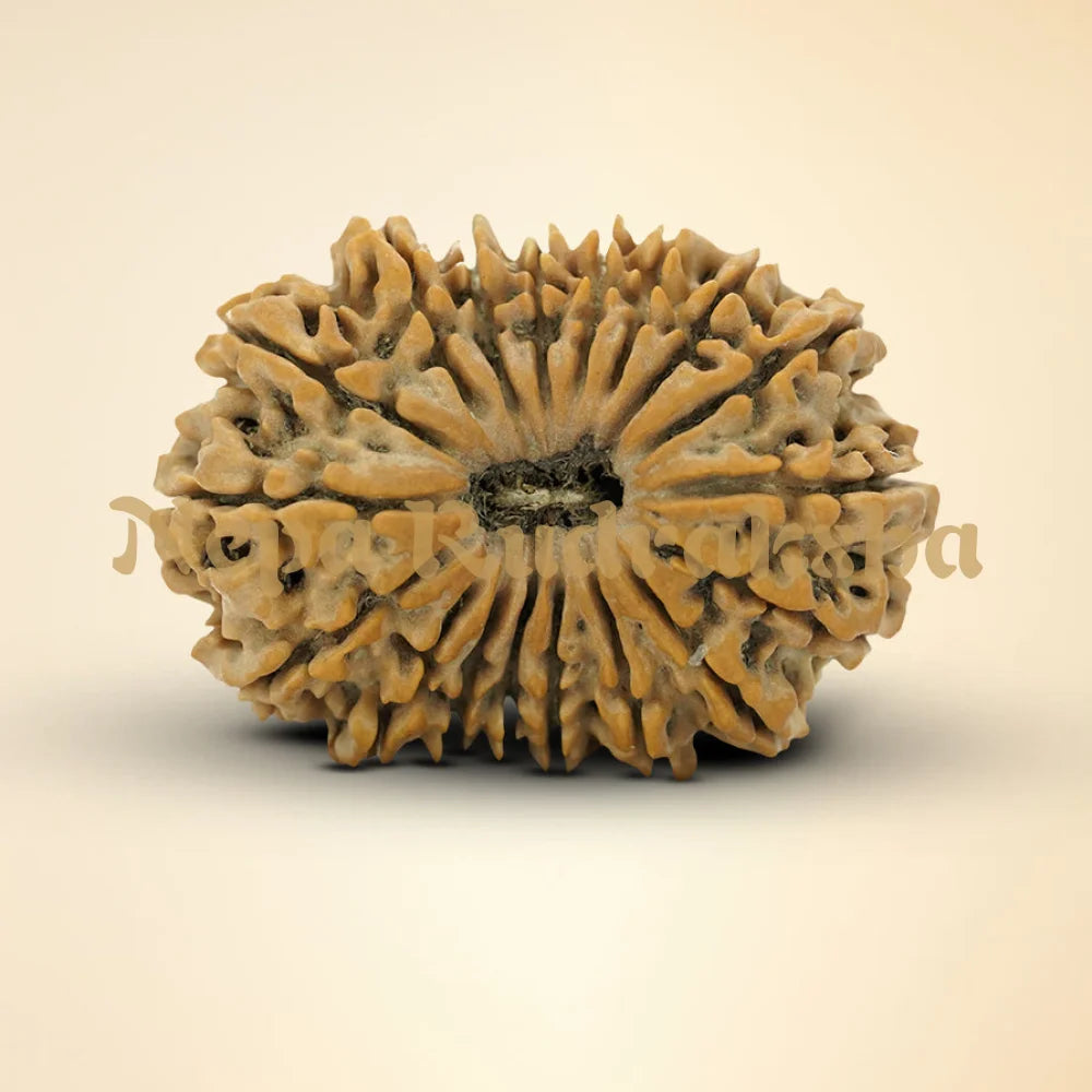 18 Mukhi Rudraksha 35.72mm