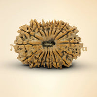 18 Mukhi Rudraksha 35.72mm