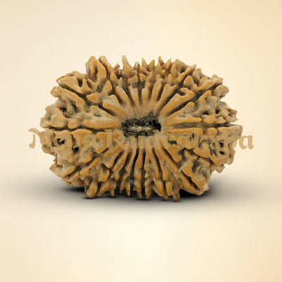 18 Mukhi Rudraksha 35.72mm