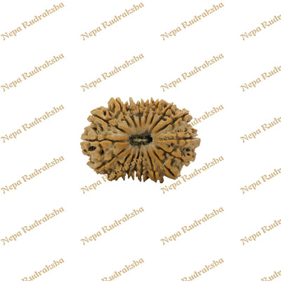 18 Mukhi Rudraksha 35.72mm
