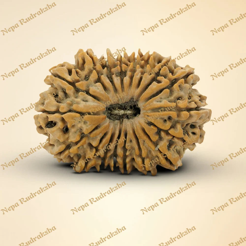 18 Mukhi Rudraksha 35.72mm