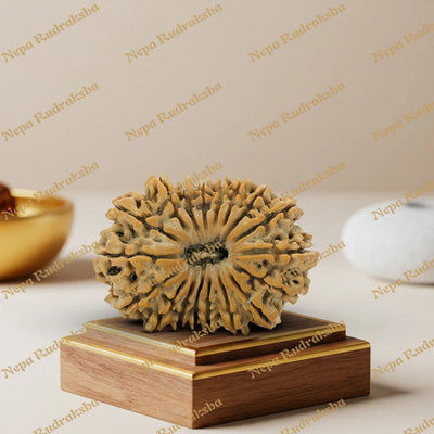 18 Mukhi Rudraksha 35.72mm