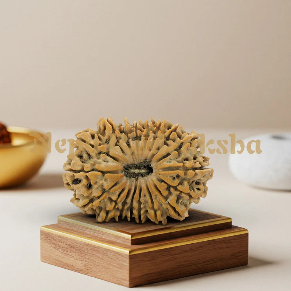 18 Mukhi Rudraksha 35.72mm