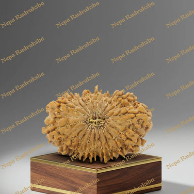 18 Mukhi Rudraksha 35mm