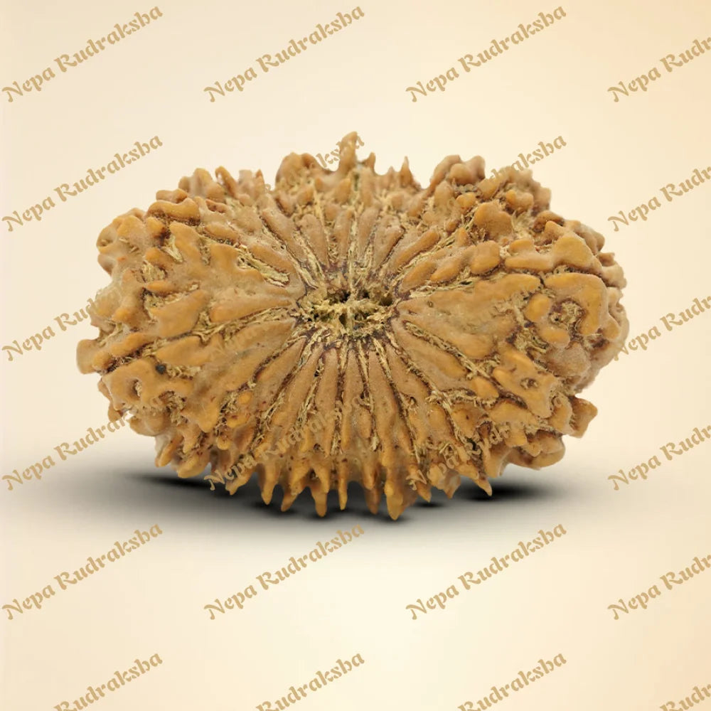 18 Mukhi Rudraksha 35mm