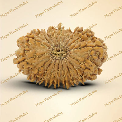 18 Mukhi Rudraksha 35mm
