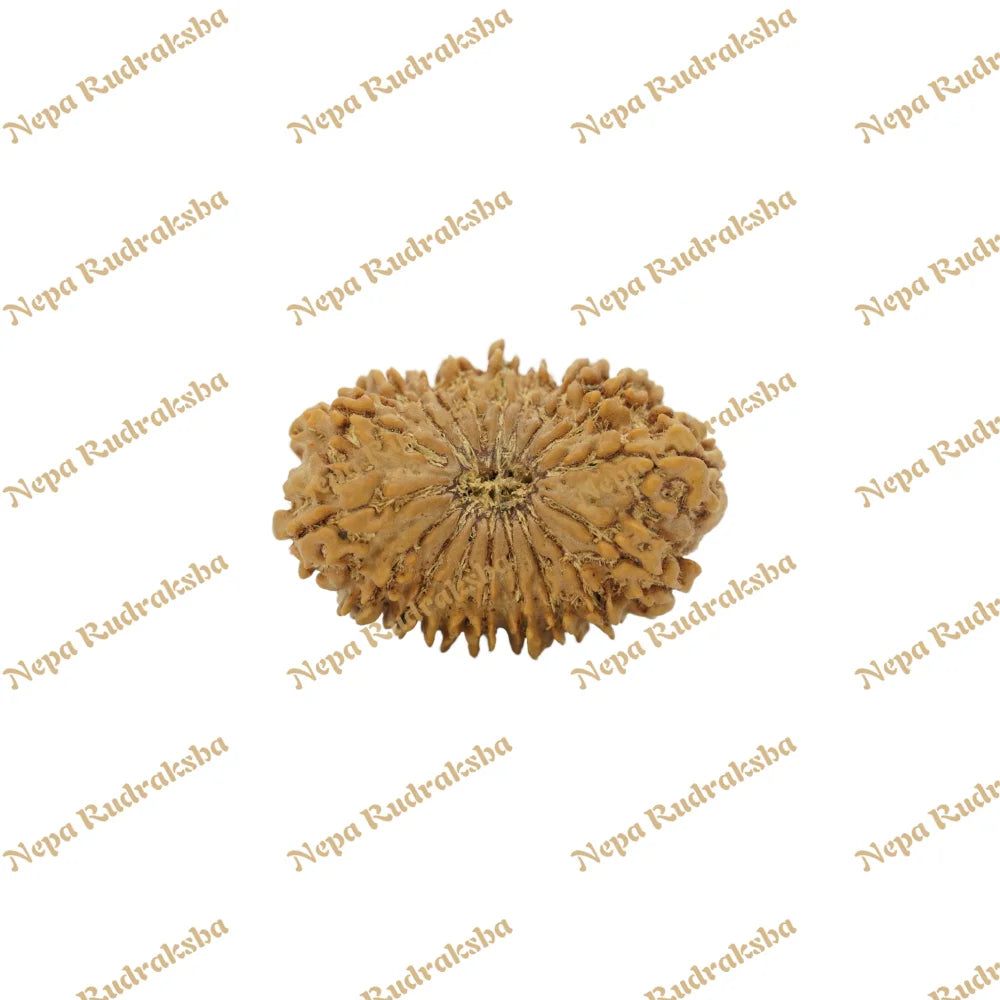 18 Mukhi Rudraksha 35mm