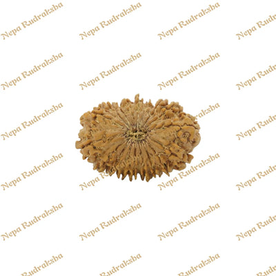 18 Mukhi Rudraksha 35mm