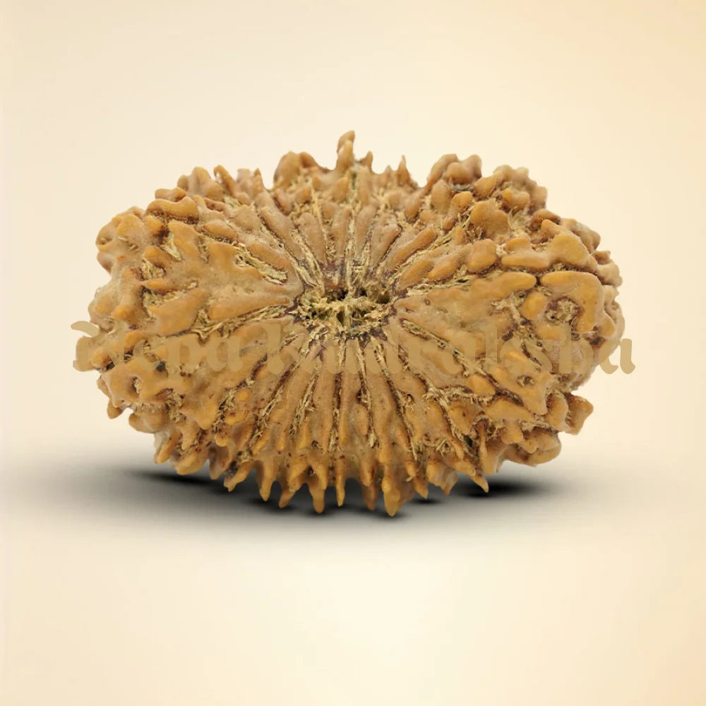 18 Mukhi Rudraksha 35mm