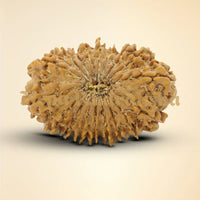 18 Mukhi Rudraksha 35mm