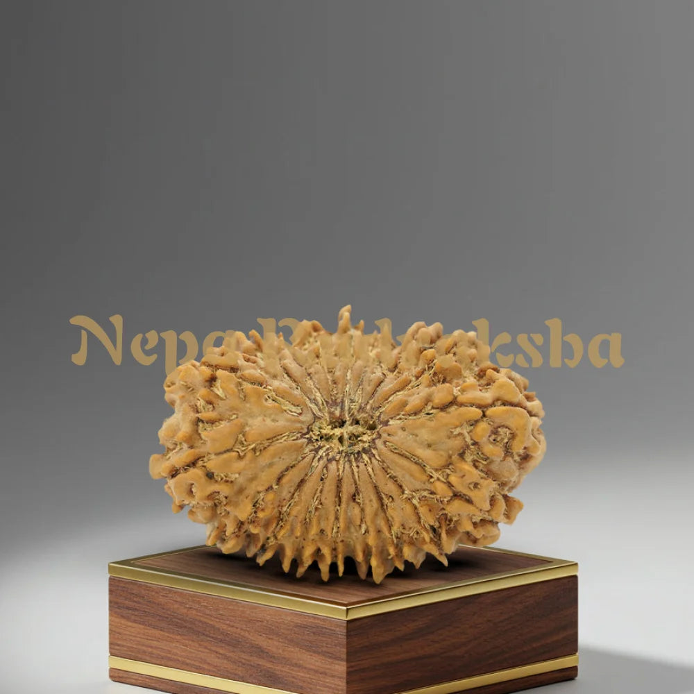 18 Mukhi Rudraksha 35mm