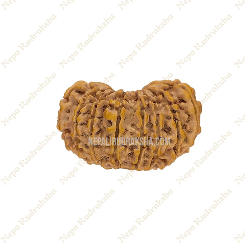 18 Mukhi Rudraksha