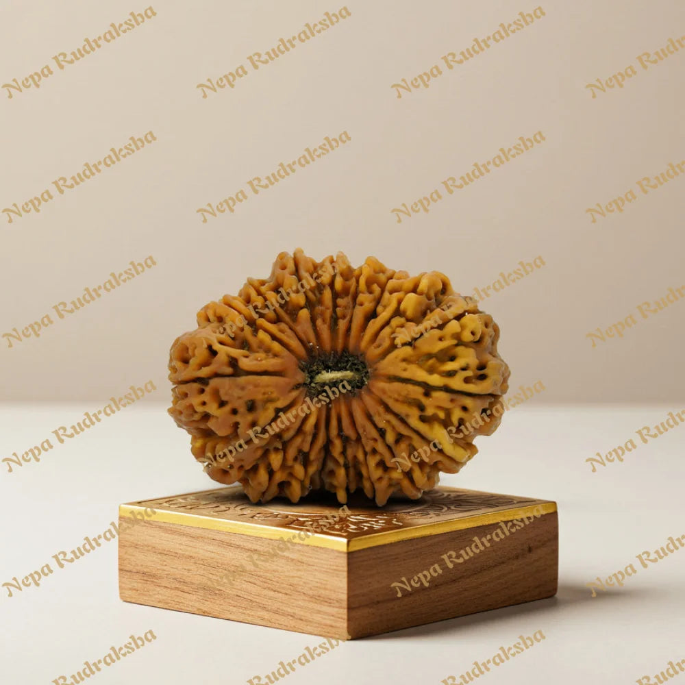 18 Mukhi Rudraksha 37.67mm