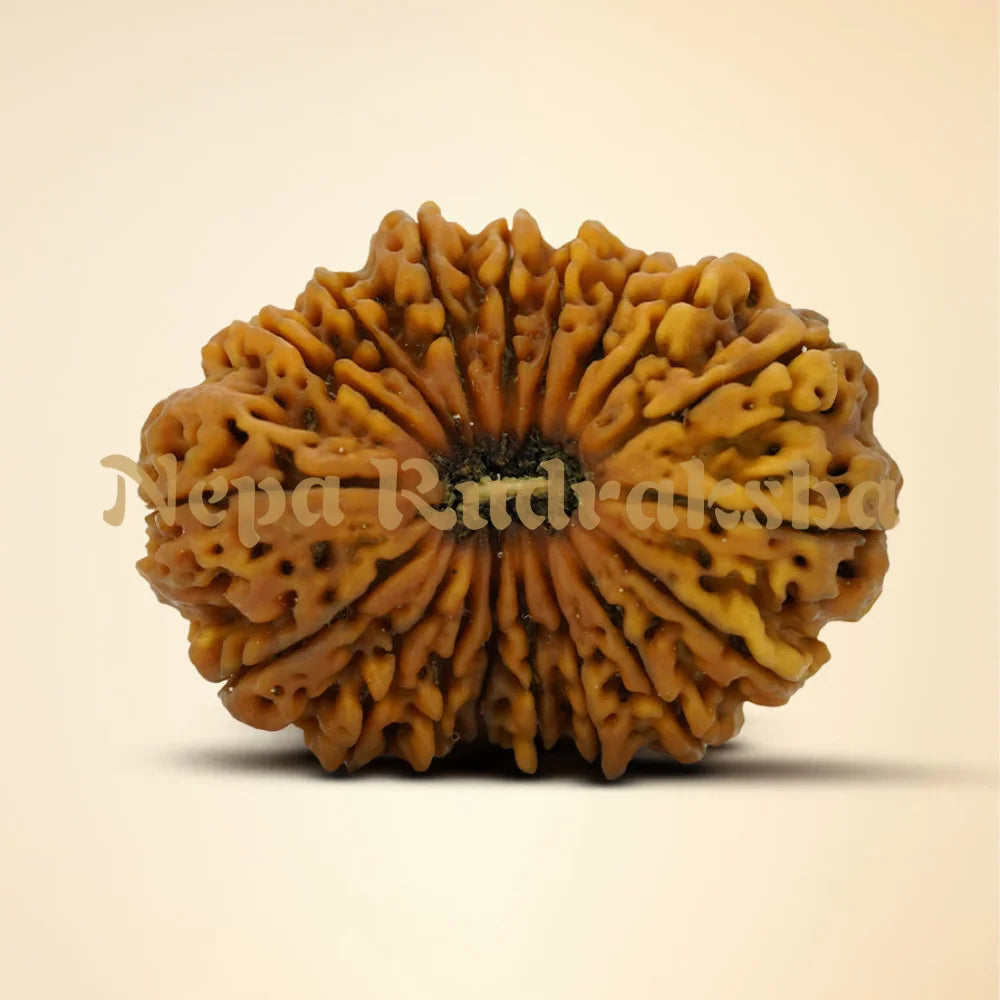18 Mukhi Rudraksha 37.67mm