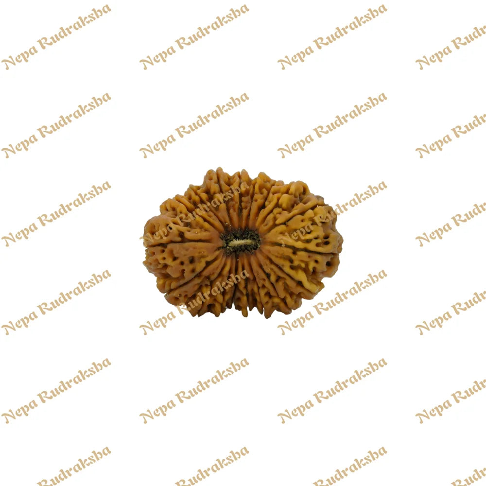 18 Mukhi Rudraksha 37.67mm