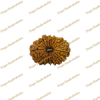 18 Mukhi Rudraksha 37.67mm