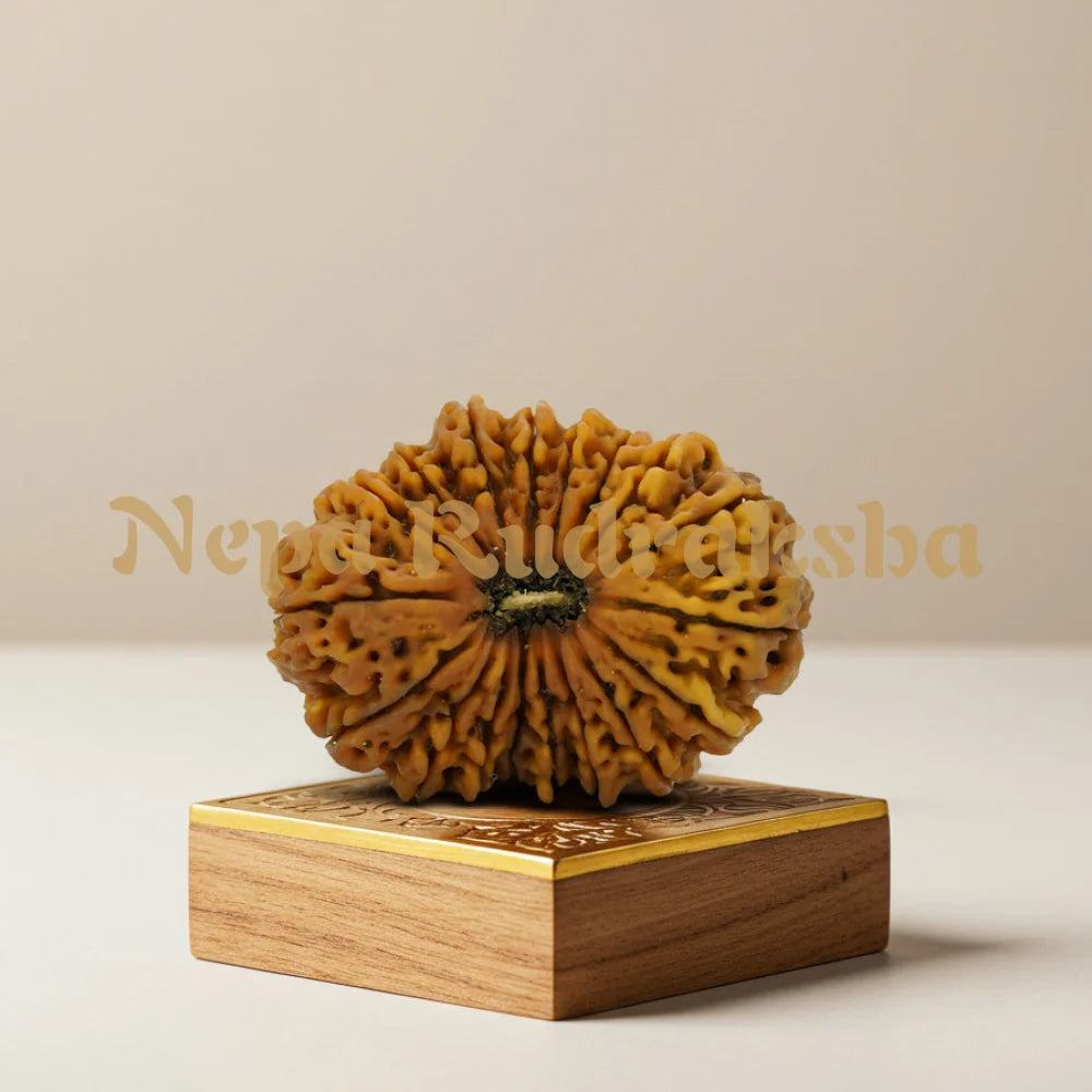 18 Mukhi Rudraksha 37.67mm