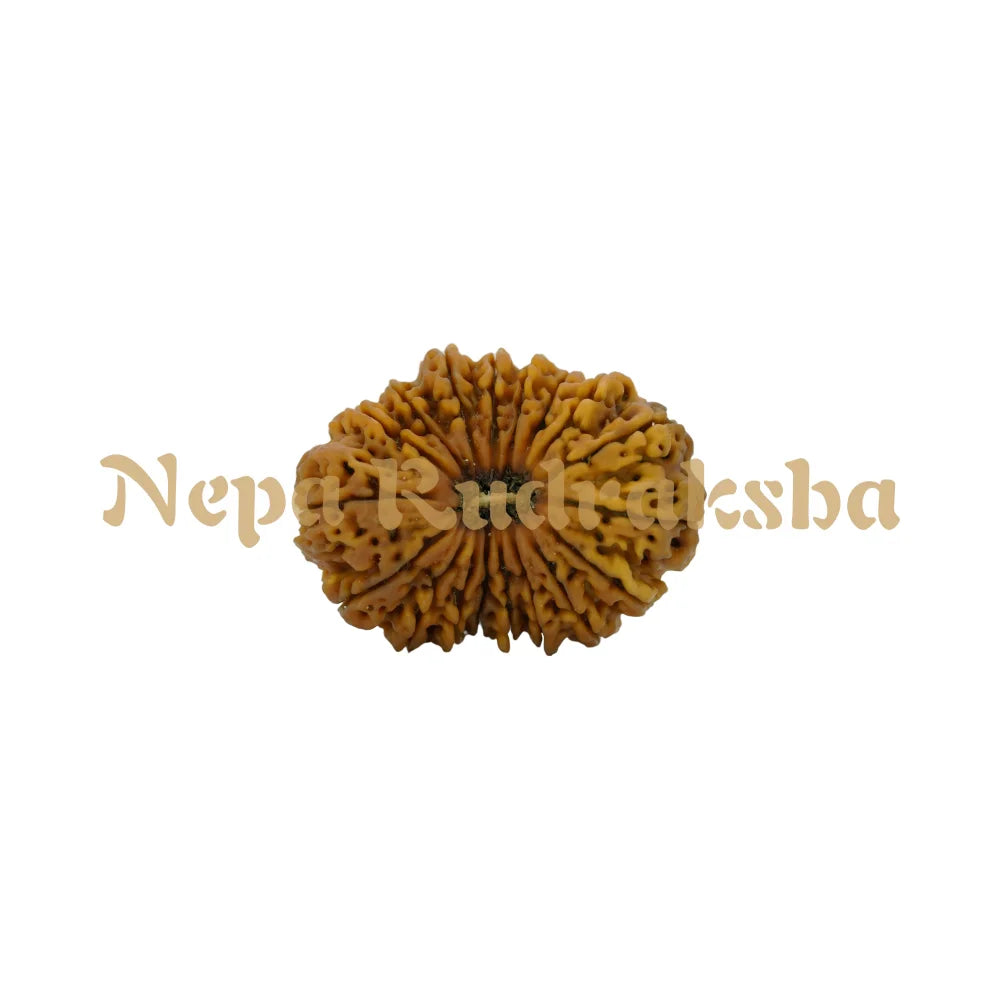 18 Mukhi Rudraksha 37.67Mm 6009