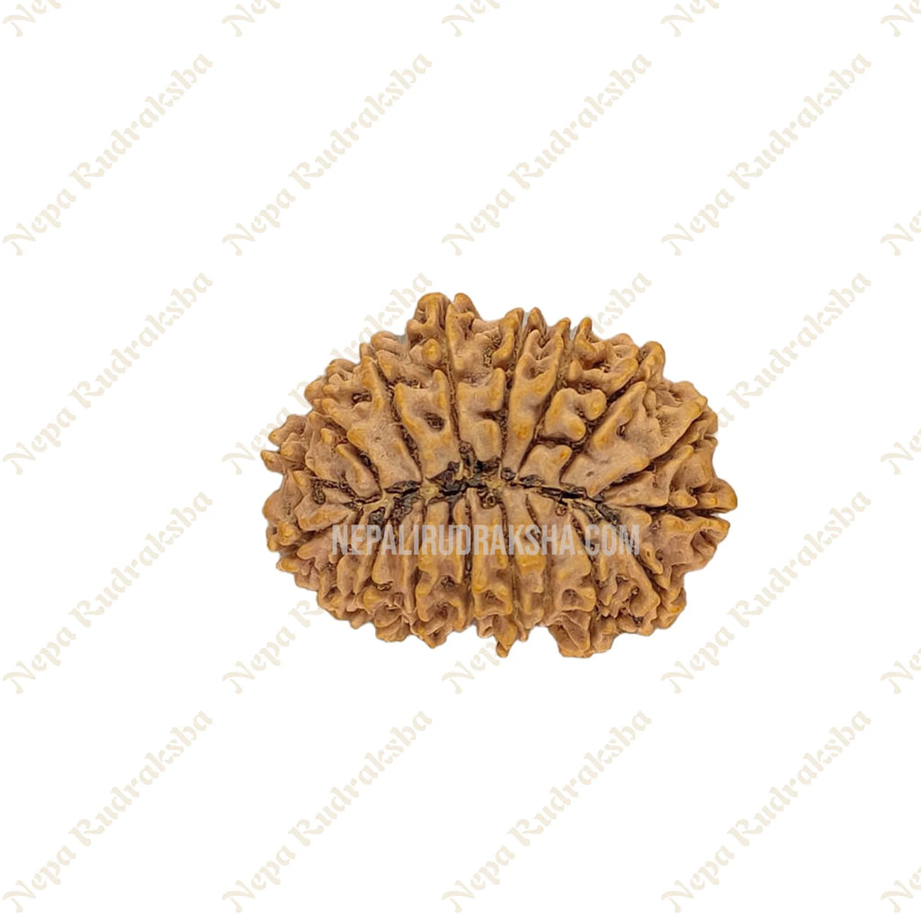 18 Mukhi Rudraksha