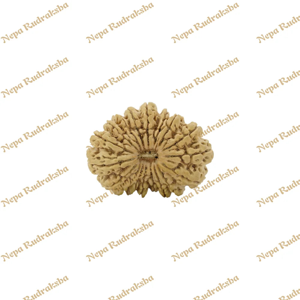 18 Mukhi Rudraksha 42mm